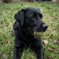 vet_sarah15 - verified reviewer