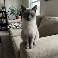 vet_sarah70 - verified reviewer